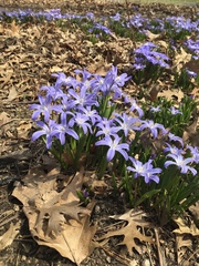 Scilla luciliae