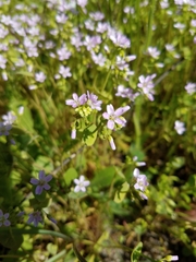 Claytonia parviflora