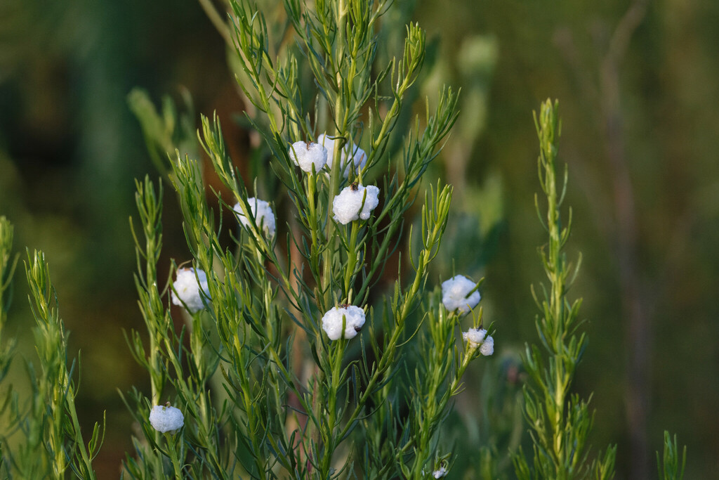 Rachiptera limbata