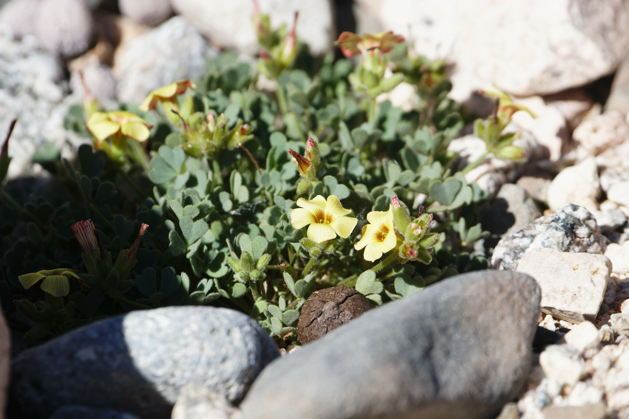 Oxalis squarrosa Barnéoud 3