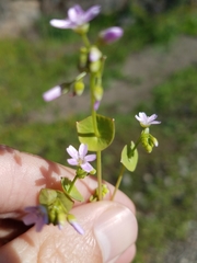 Claytonia parviflora