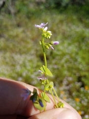 Claytonia parviflora