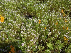 Claytonia parviflora
