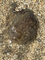 Abarenicola pacifica