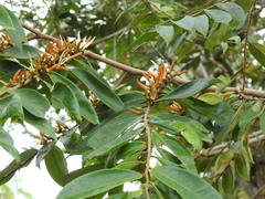 Xylopia