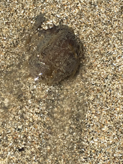 Abarenicola pacifica