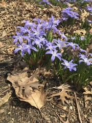 Scilla luciliae