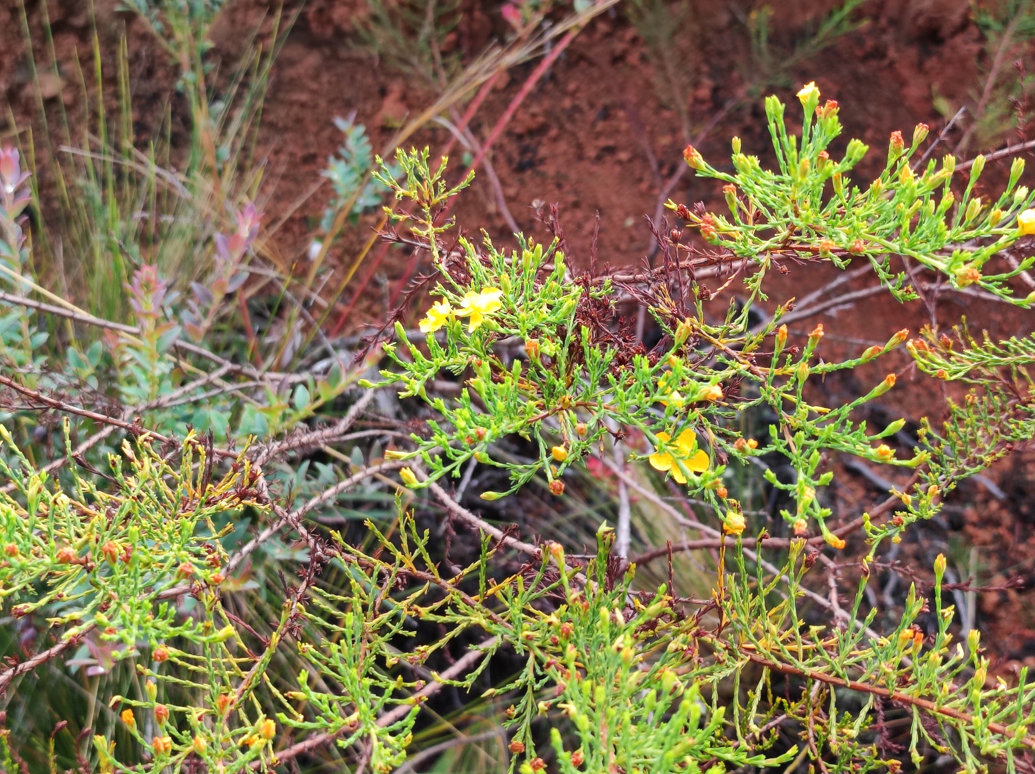 Hypericum laricifolium image