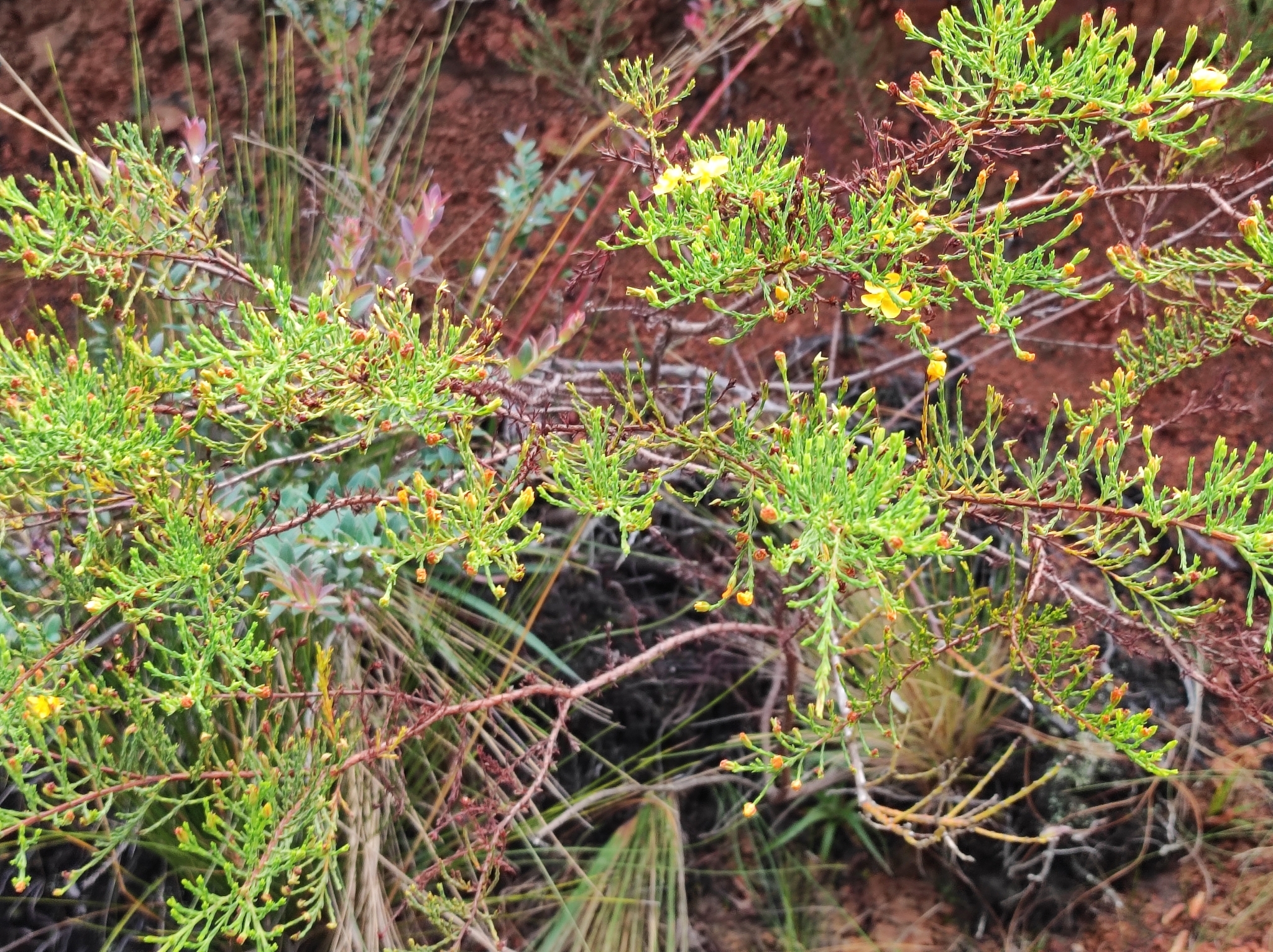 Hypericum laricifolium image