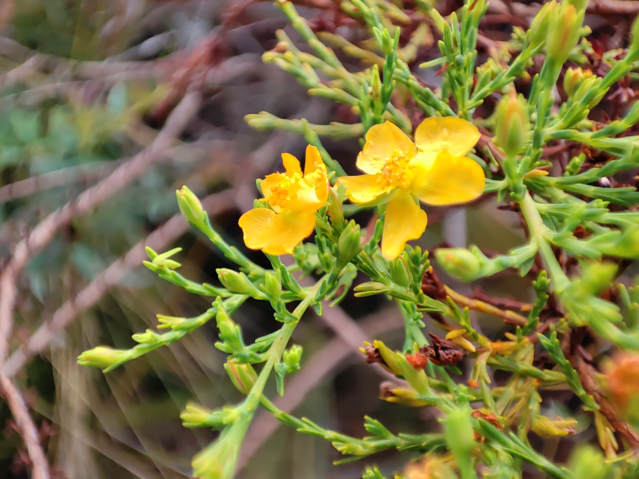 Hypericum laricifolium image