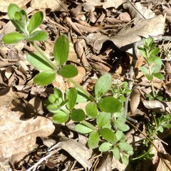 Galium pilosum