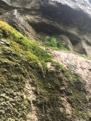 Stellaria fontinalis