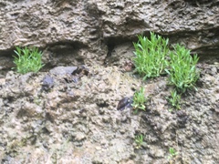 Stellaria fontinalis