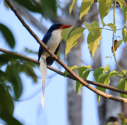 Kofiau Paradise Kingfisher