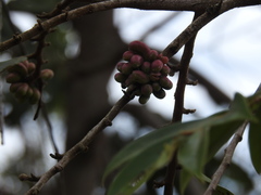 Xylopia