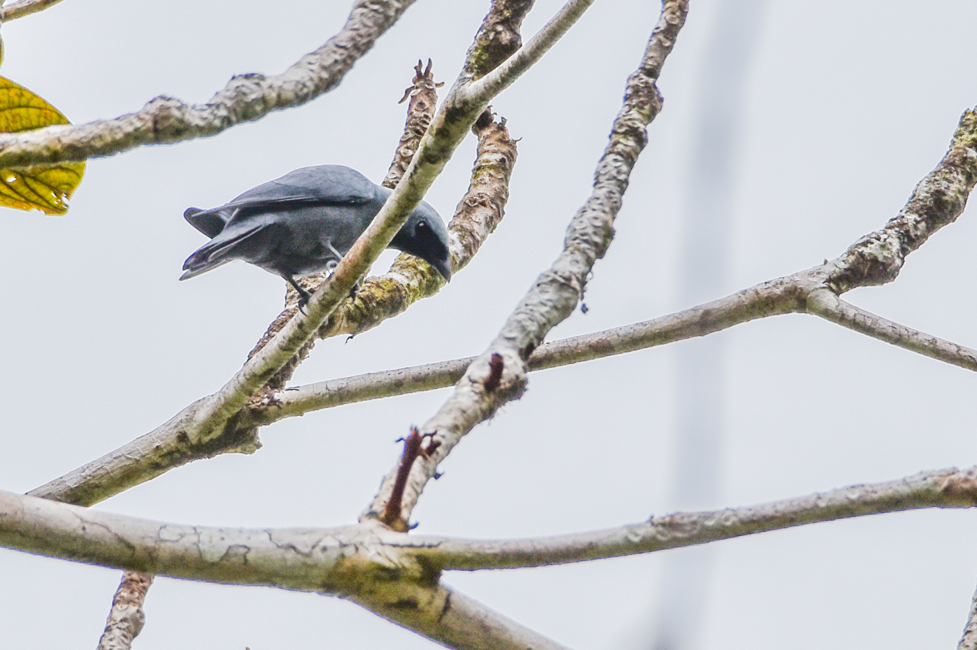 Boyer's Cuckooshrike (Coracina boyeri), photo 4
