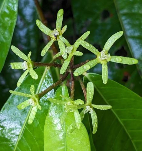 Sagotia racemosa, 2023-11-26