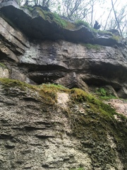 Stellaria fontinalis