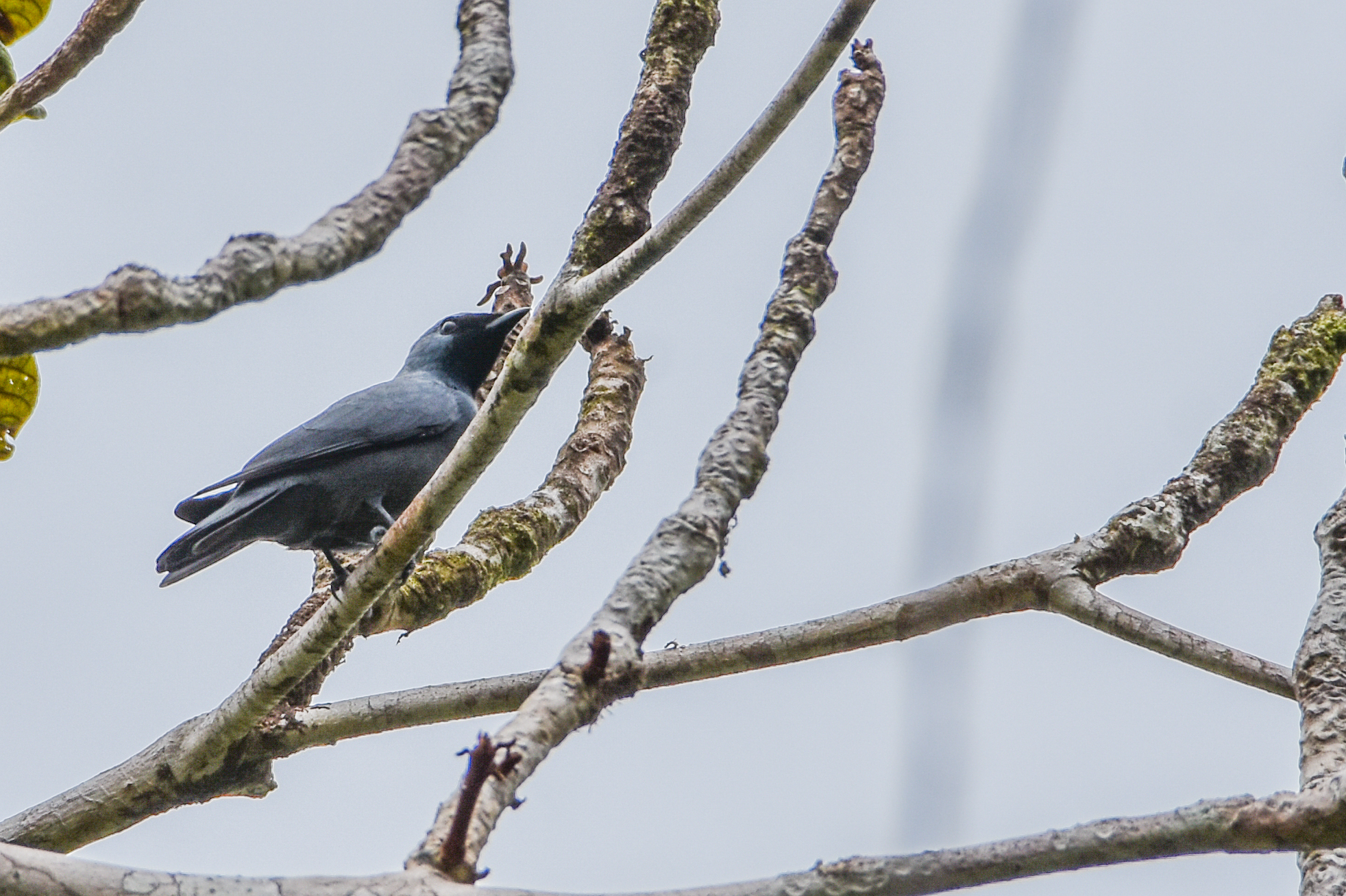 Boyer's Cuckooshrike (Coracina boyeri), photo 5