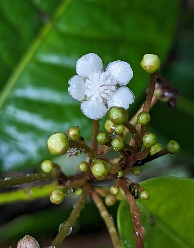 Sagotia racemosa, 2023-11-26