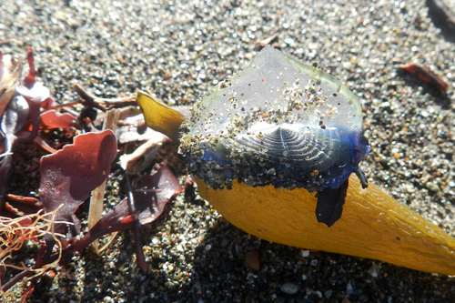 photo of By-the-wind Sailor (Velella velella)