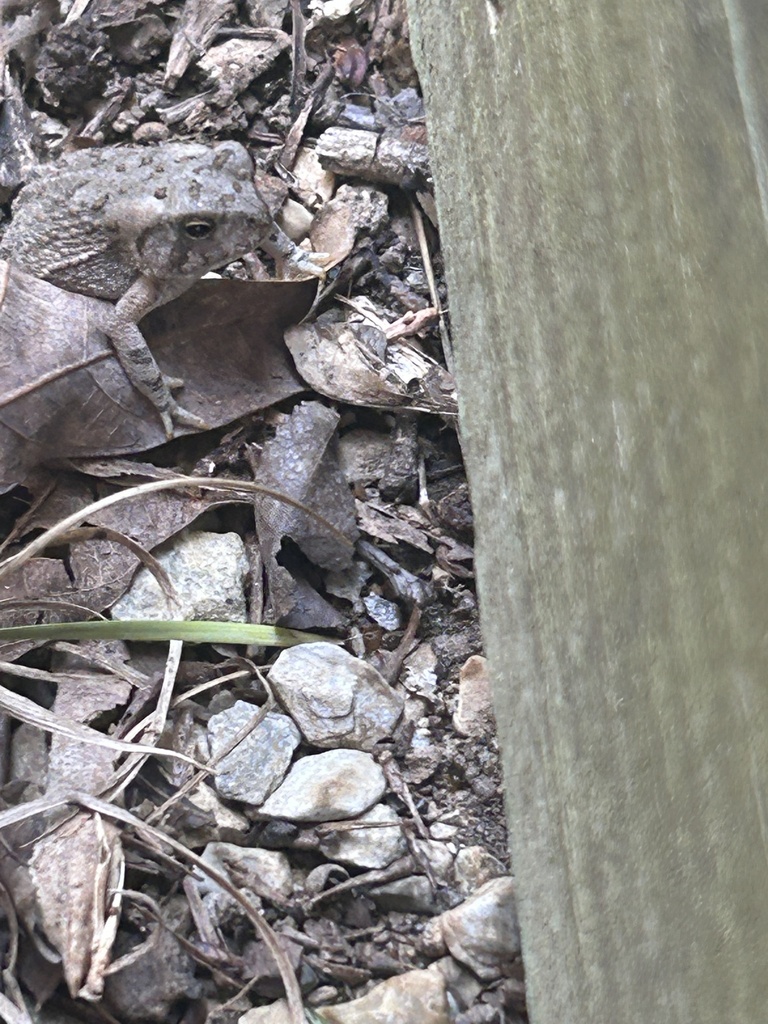 Fowler's Toad from NC-152, China Grove, NC, US on September 19, 2023 at ...