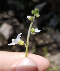 Lithophragma bolanderi