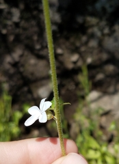Lithophragma bolanderi