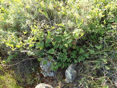 Calystegia macrostegia amplissima