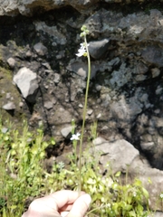 Lithophragma bolanderi