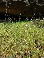 Lithophragma bolanderi