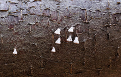 Porodisculus pendulus