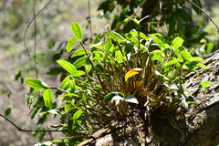 Guarianthe aurantiaca