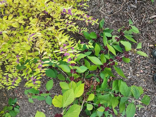 Callicarpa americana iNat (1)