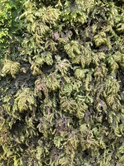 Thamnobryum alleghaniense