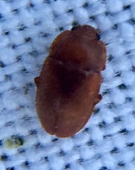 Epuraea aestiva