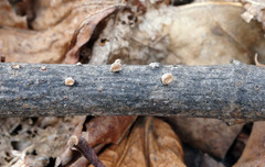 Porodisculus pendulus