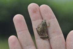 Microhyla achatina