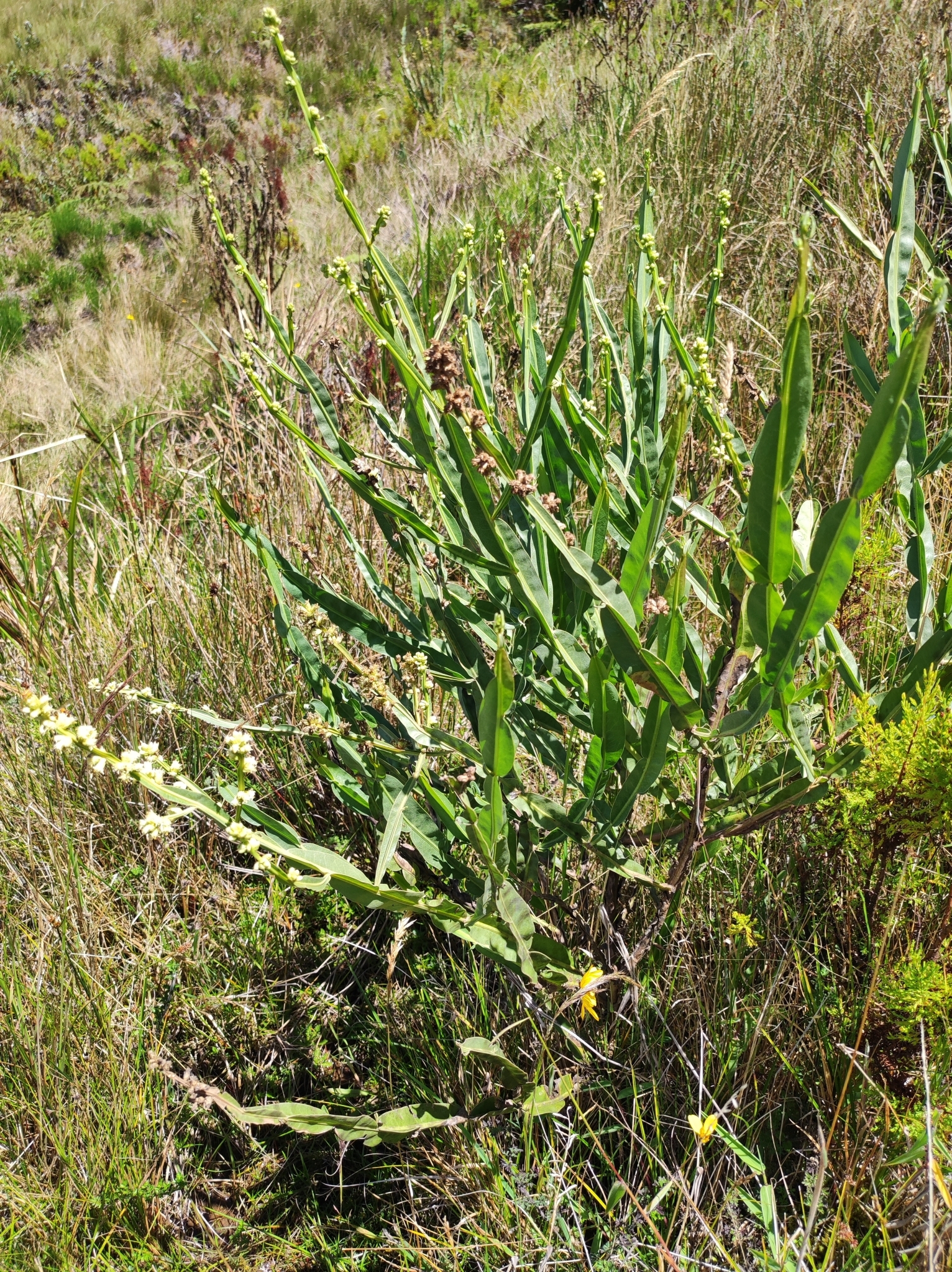 Baccharis genistelloides image