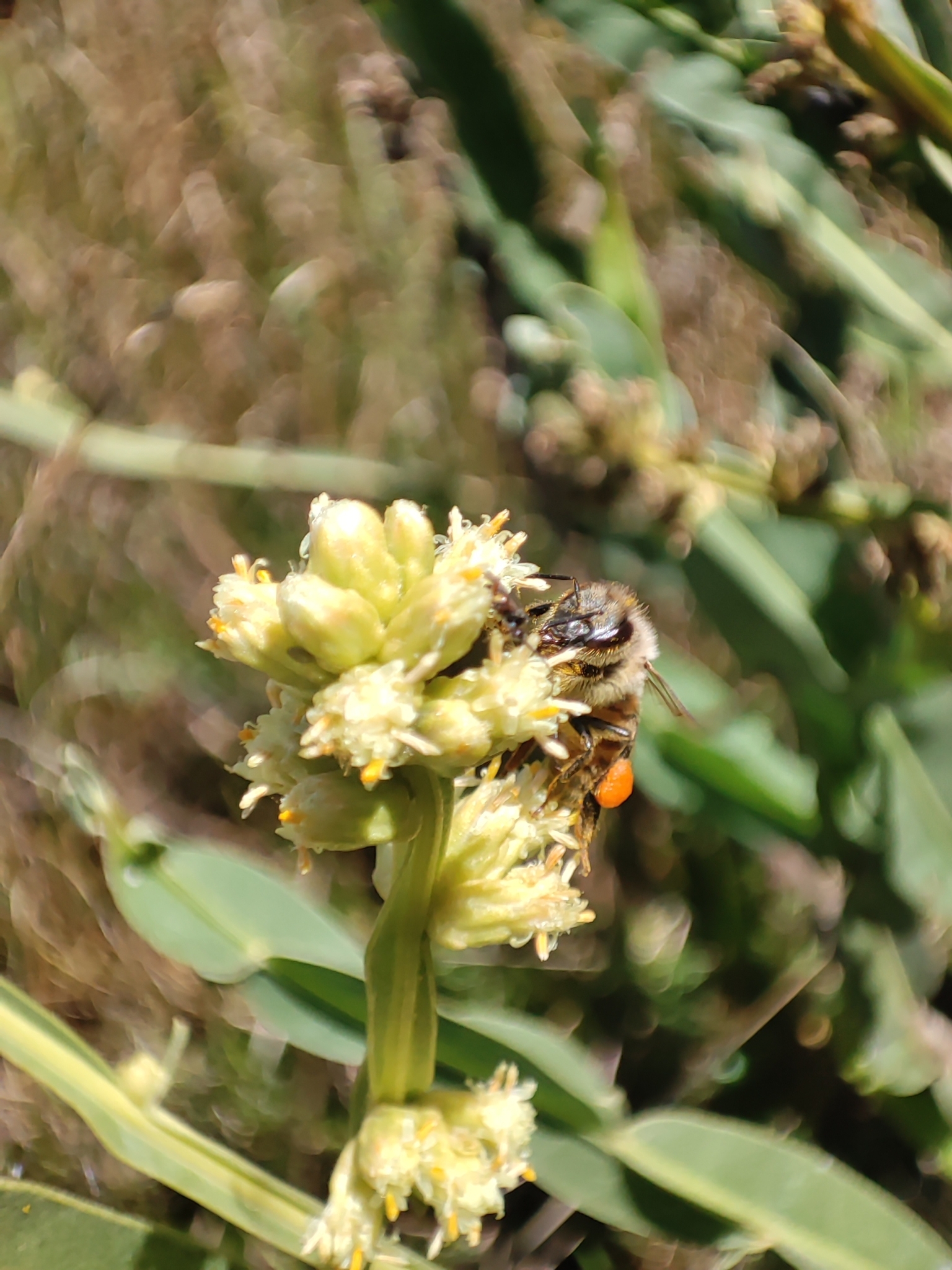 Baccharis image