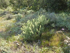 Castilleja grisea