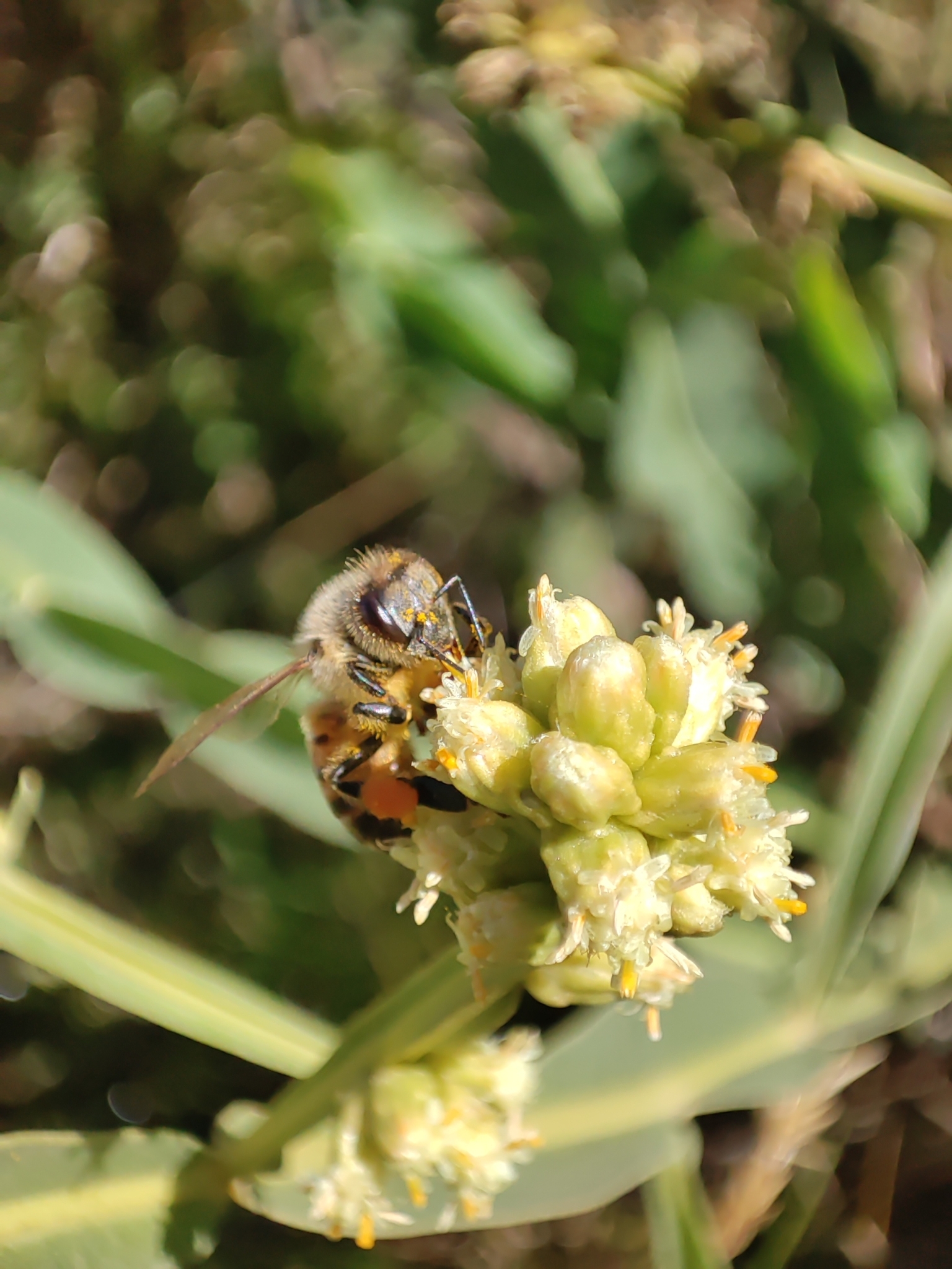 Apis image