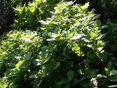 Munzothamnus blairii