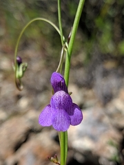 Neogaerrhinum strictum