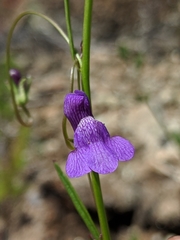 Neogaerrhinum strictum