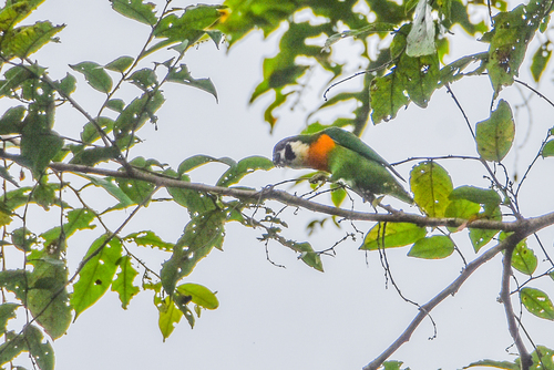 Dusky-cheeked Fig Parrot (Nannopsittacus melanogenia), photo 3