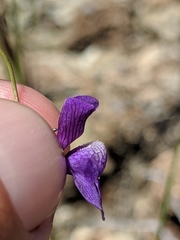 Neogaerrhinum strictum