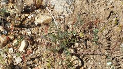 Astragalus nuttallianus cedrosensis