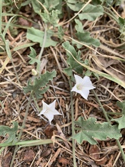 Convolvulus equitans
