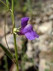 Neogaerrhinum strictum